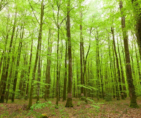 A serene natural landscape suggesting vitality and well-being.